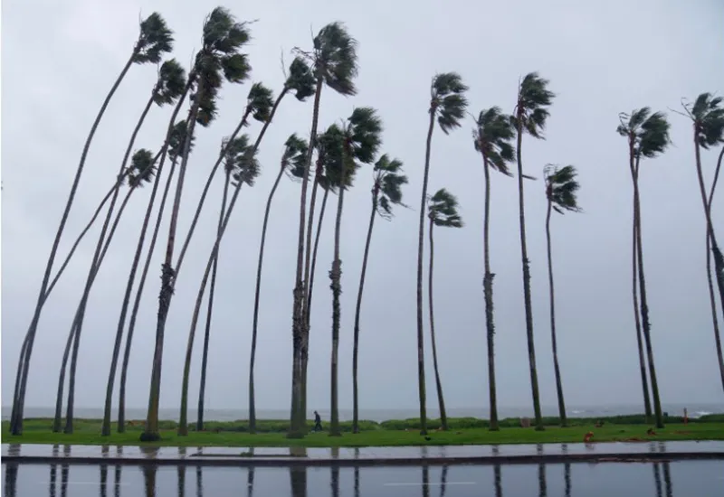 Gió thổi cây cọ trong cơn bão ở Santa Barbara, California, vào Chủ nhật. 