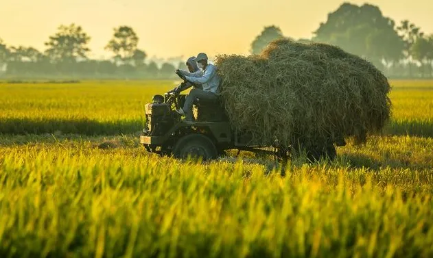 Giá lúa gạo hôm nay ngày 16/2/2024: Dự đoán năm 2024 giá gạo xuất khẩu sẽ ổn định 1