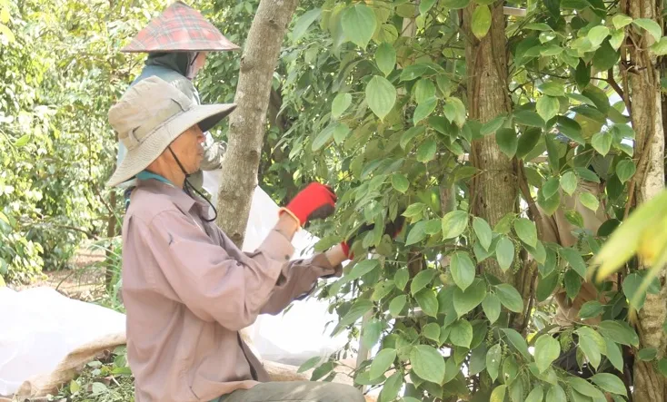 Giá tiêu hôm nay 20/2/2024: Tiếp đà tăng 2.000 đồng/kg 1