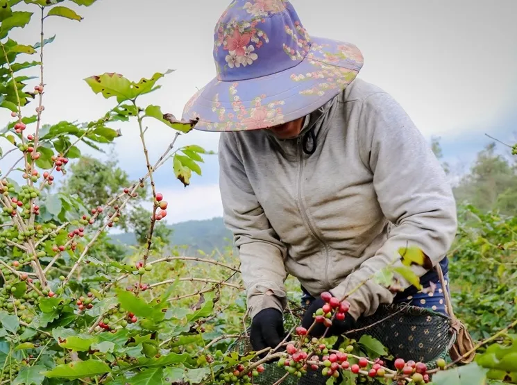 Giá cà phê hôm nay 22/2/2024: Bật tăng gần 1.000 đồng/kg 1