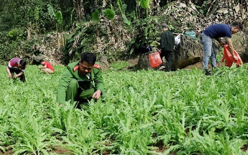 Điểm tin sáng 25/2: TPHCM khảo sát năng lực học sinh | Bộ phim Đào, phở và piano chưa bán vé online 5