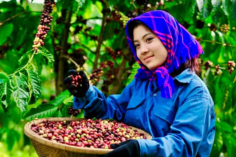Giá cà phê xuất khẩu đạt gần 3.100 USD/tấn, sản lượng xuất khẩu có thể đạt 5 tỉ USD năm 2024 1
