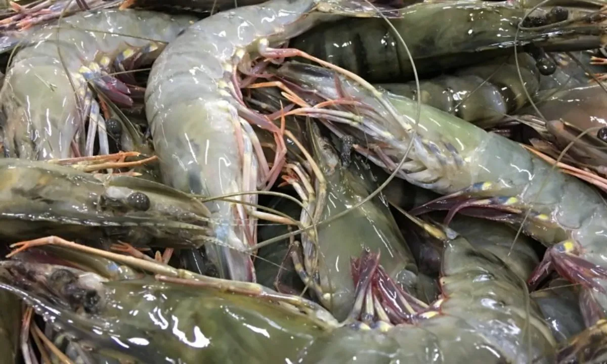 Xuất khẩu tôm tăng trưởng lạc quan