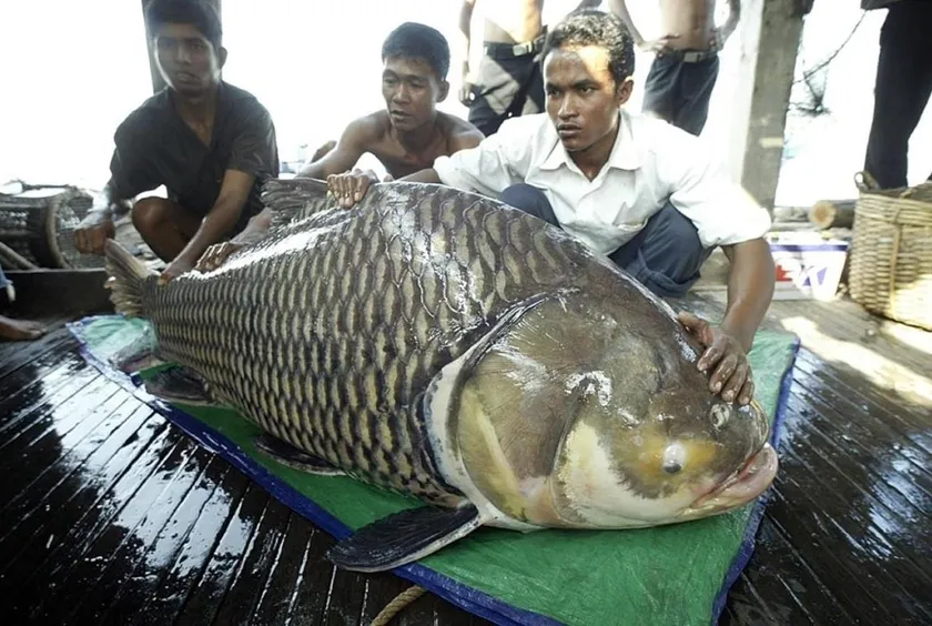 Nhiều loài cá đặc hữu trên sông Mekong đang trên bờ vực tuyệt chủng 2