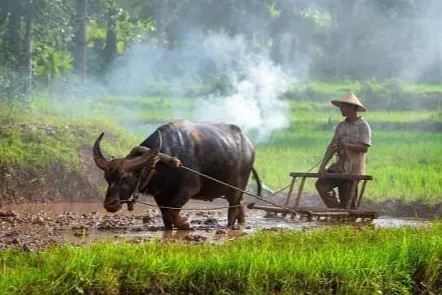 Giá lúa gạo hôm nay ngày 7/3/2024: Bất ngờ chững lại 1