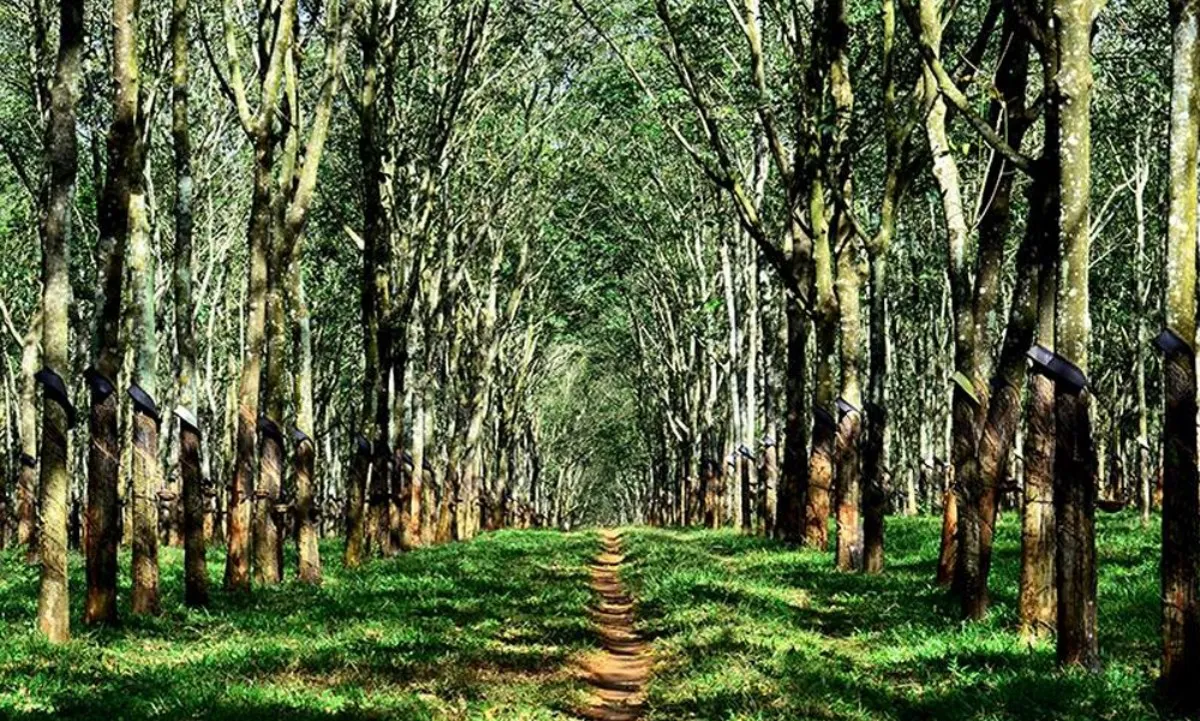 Giá cao su hôm nay 12/3/2024: Giá cao su Nhật Bản tăng cao nhất 7 năm