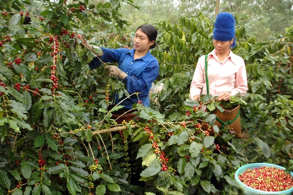 Giá cà phê hôm nay 14/3/2024: Đồng loạt giảm 1