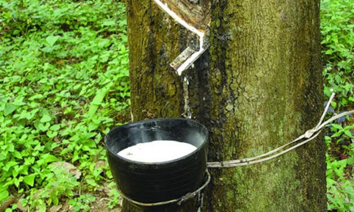 Giá cao su hôm nay 20/3/2024: Thị trường Tokyo tăng nhẹ, Thượng Hải giảm mạnh 