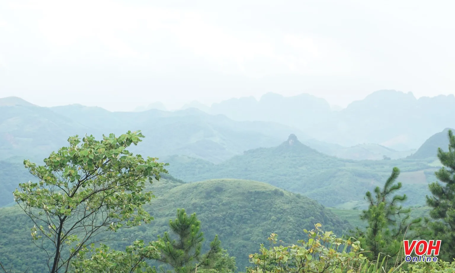 rừng tự nhiên