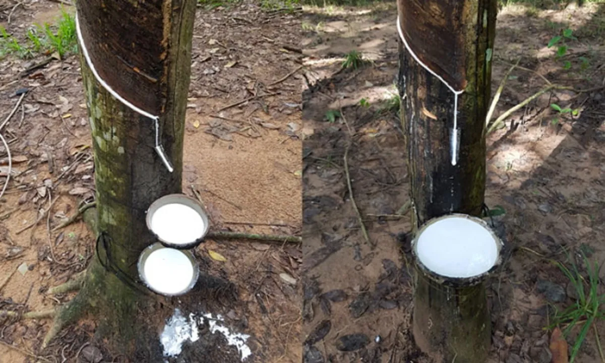 Giá cao su hôm nay 27/3/2024: Thị trường Nhật Bản tăng phiên thứ hai liên tiếp