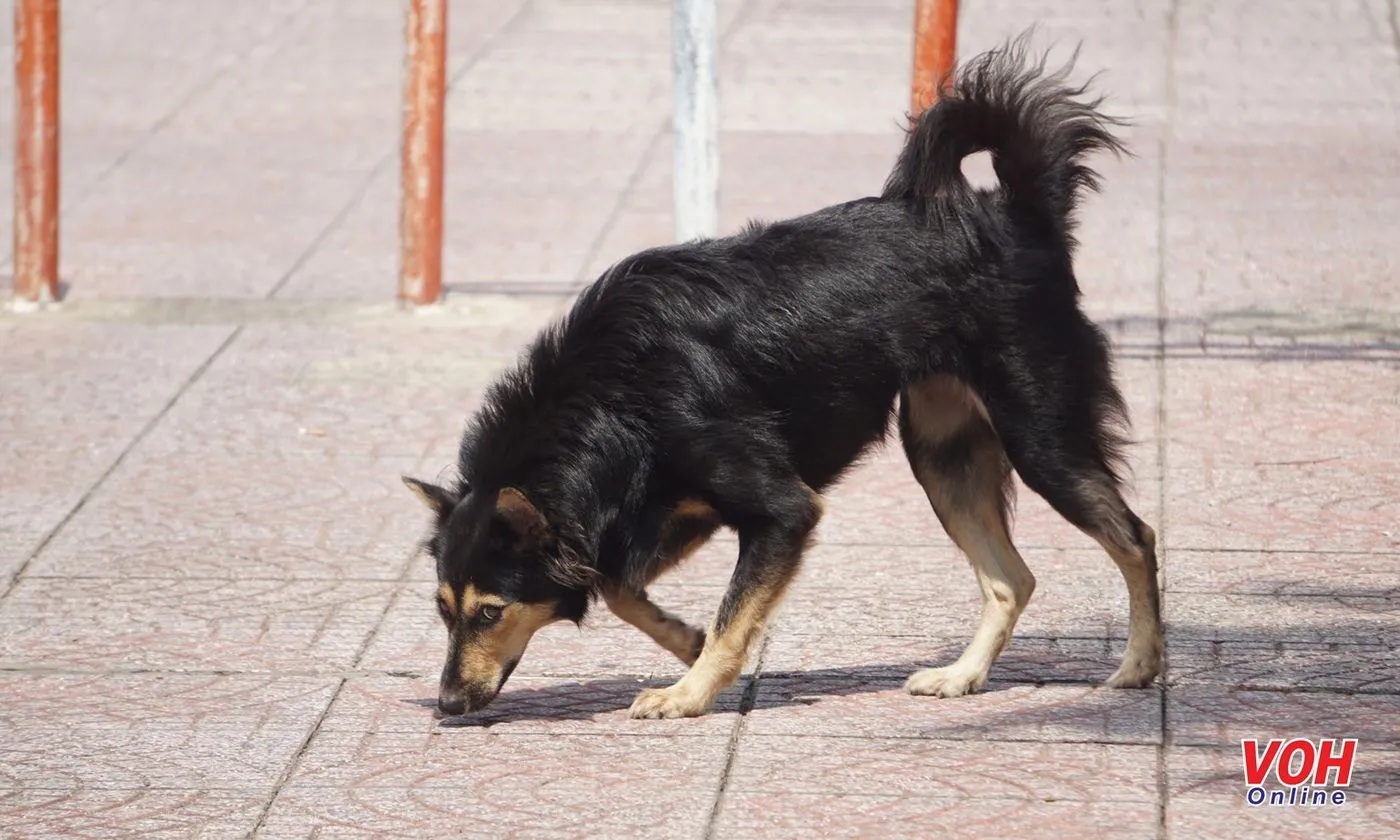 Điểm tin sáng 29/3: Đề xuất bỏ độc quyền vàng miếng SJC | TPHCM thành lập 59 tổ bắt chó thả rông