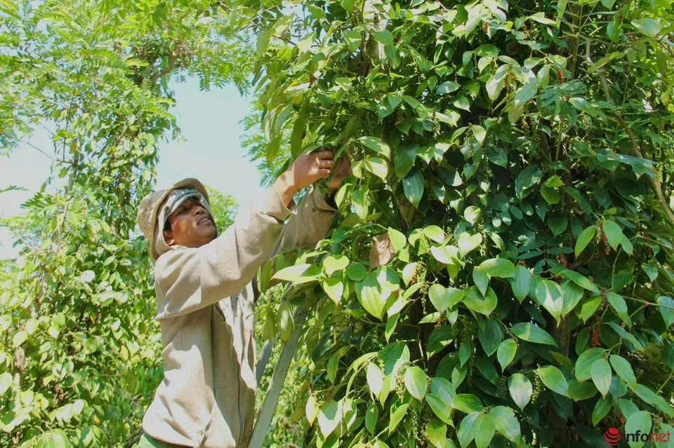 Giá tiêu hôm nay 30/3/2024: Giá hồ tiêu cao khiến nông dân phấn khởi 1