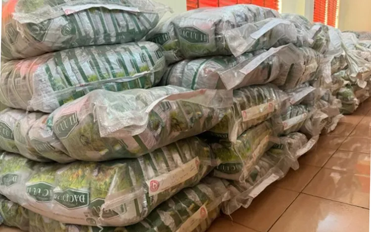 Thóc giống giả được thu hồi 