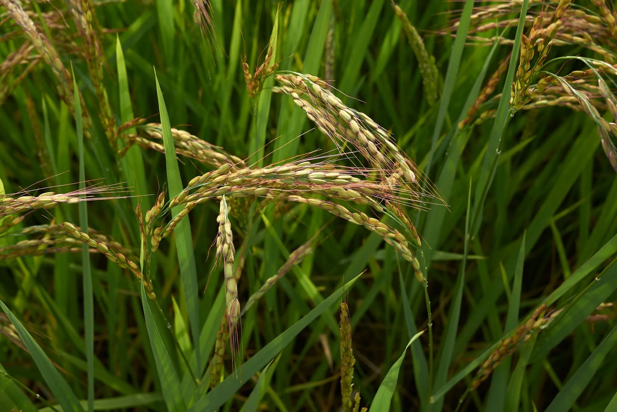 Giá lúa gạo hôm nay ngày 2/4/2024: Giá gạo tiếp đà tăng 1