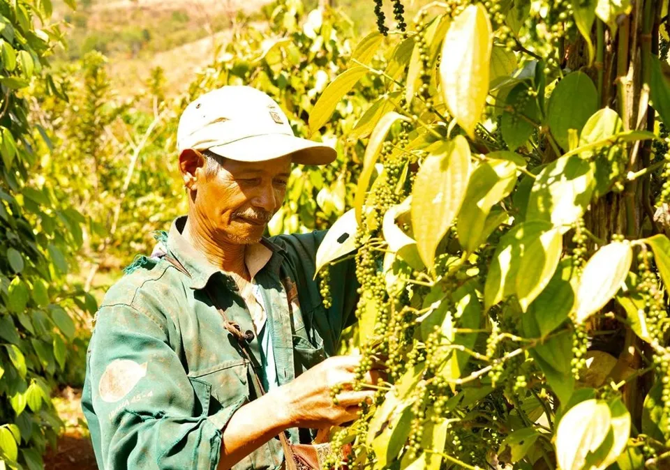 Giá tiêu hôm nay 3/4/2024: Lấy lại đà tăng 1