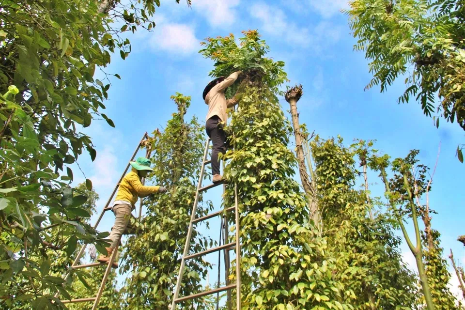 Giá tiêu hôm nay 6/4/2024: Vụ mùa hồ tiêu năm nay giá đang phục hồi 1