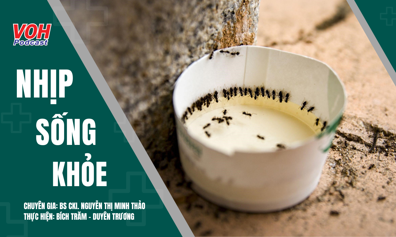 Kiến bu nước tiểu – Cảnh báo đái tháo đường