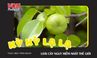 Loài cây tử thần Manchineel độc nhất trên thế giới