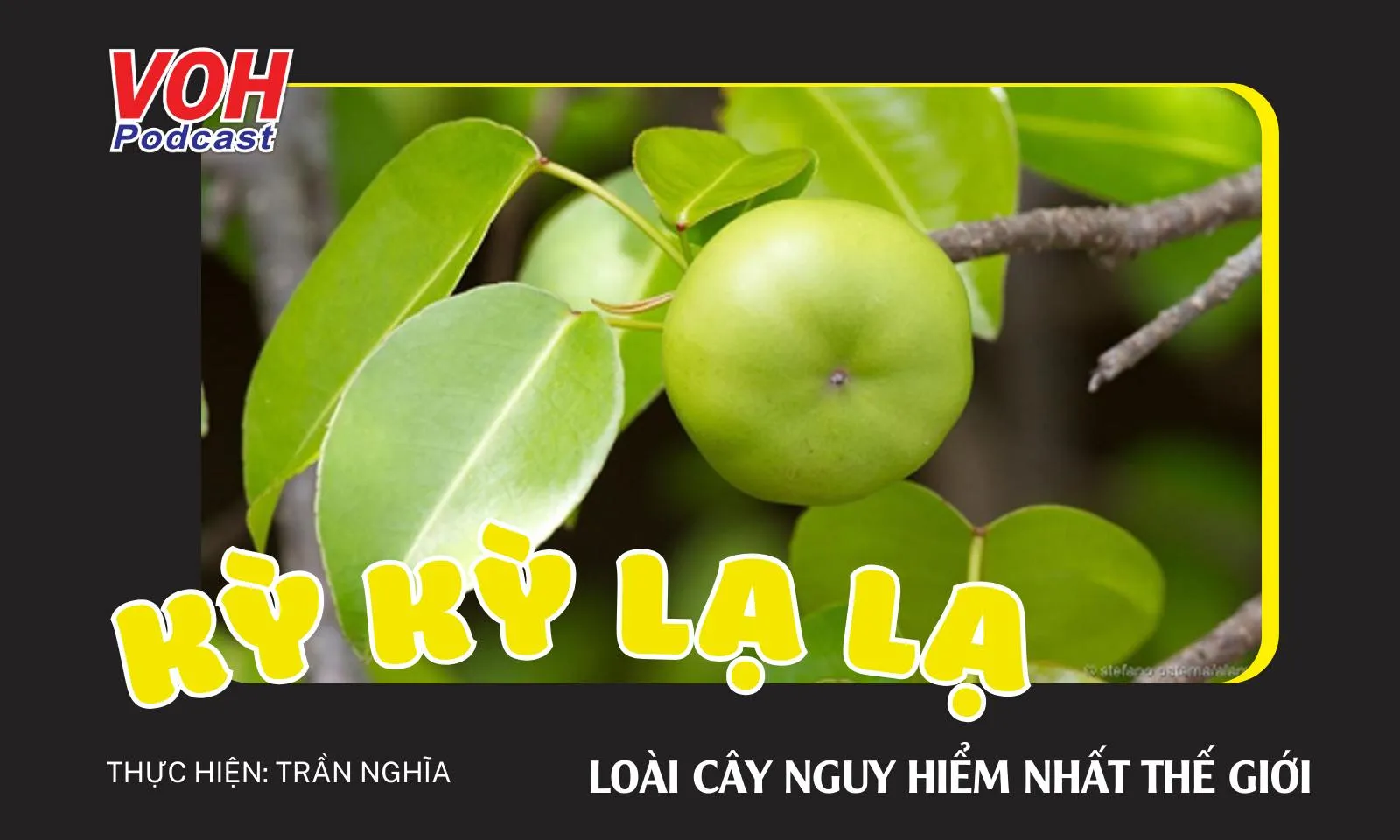 Loài cây tử thần Manchineel độc nhất trên thế giới