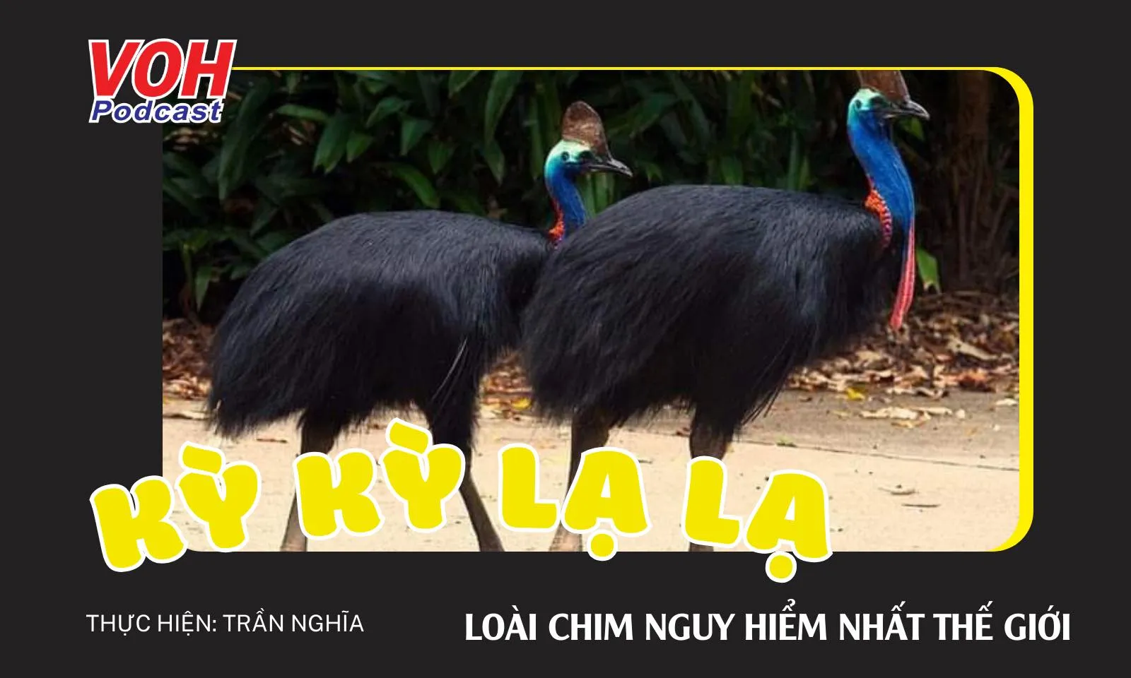 Đà điểu đầu mào - Loài chim nguy hiểm nhất thế giới