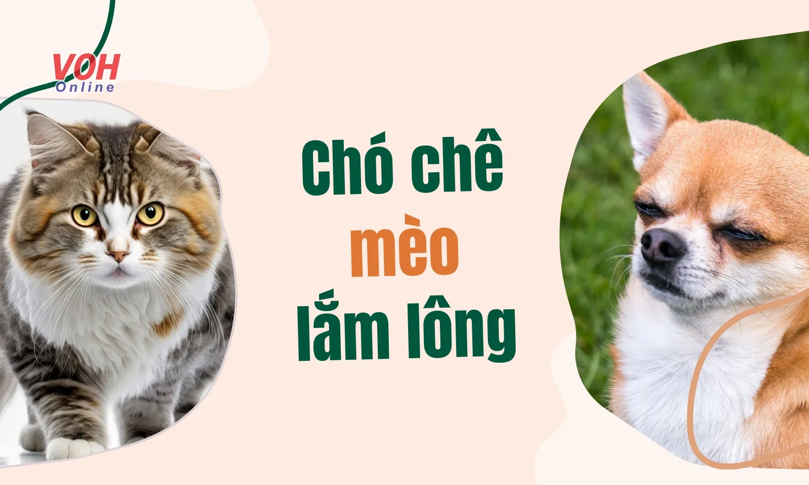 Thành ngữ “Chó chê mèo lắm lông” có nghĩa là gì?