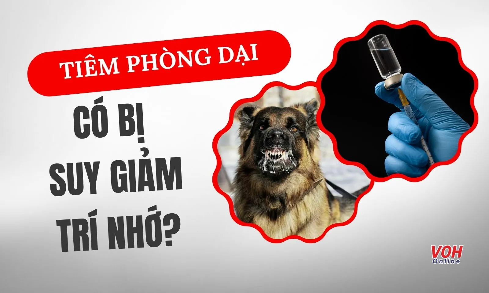 Tiêm phòng dại có gây suy giảm trí nhớ, tổn thương thần kinh?