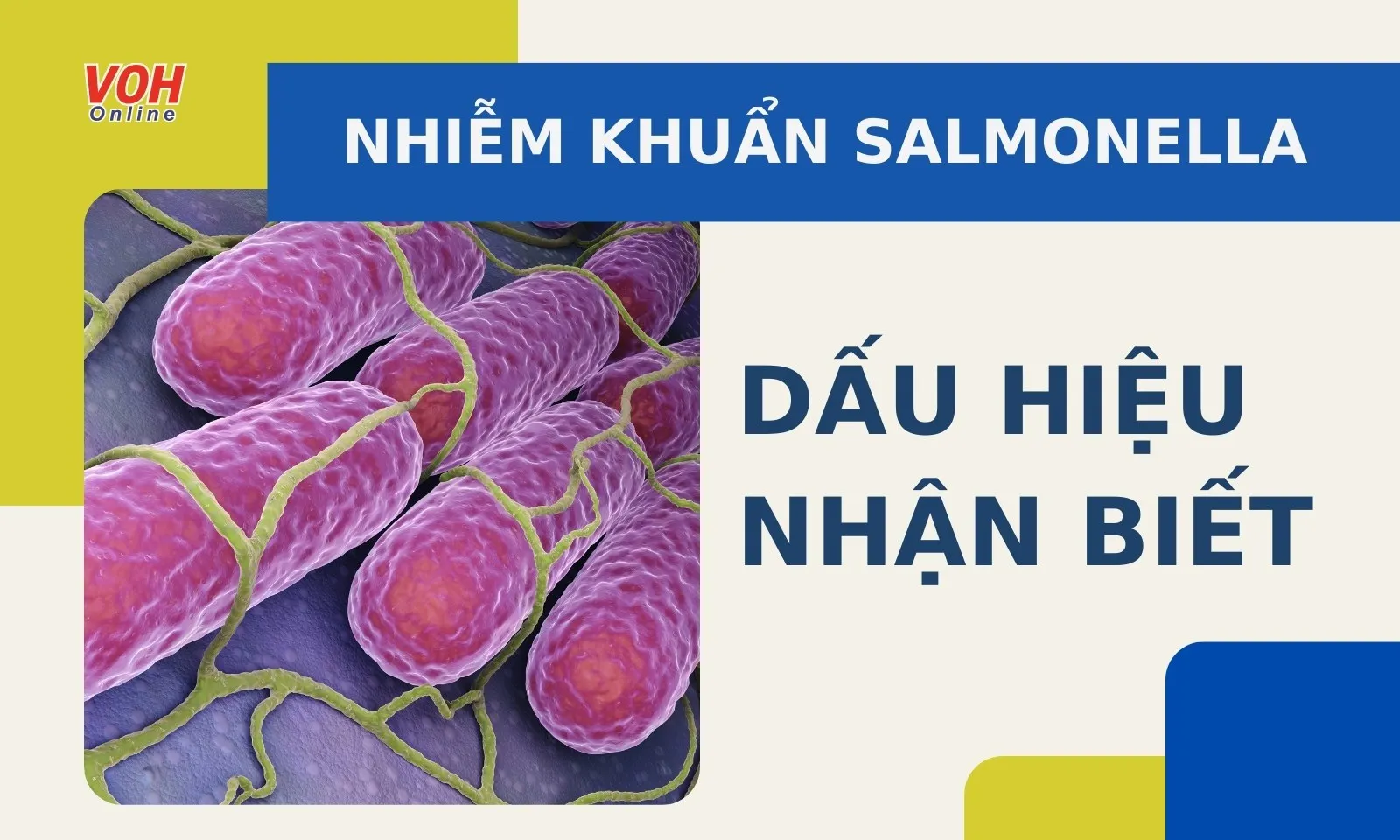 Dấu hiệu của ngộ độc thực phẩm do khuẩn Salmonella là gì?