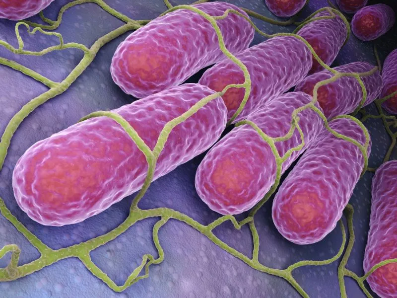 voh-chung-vi-khuan-salmonella-1