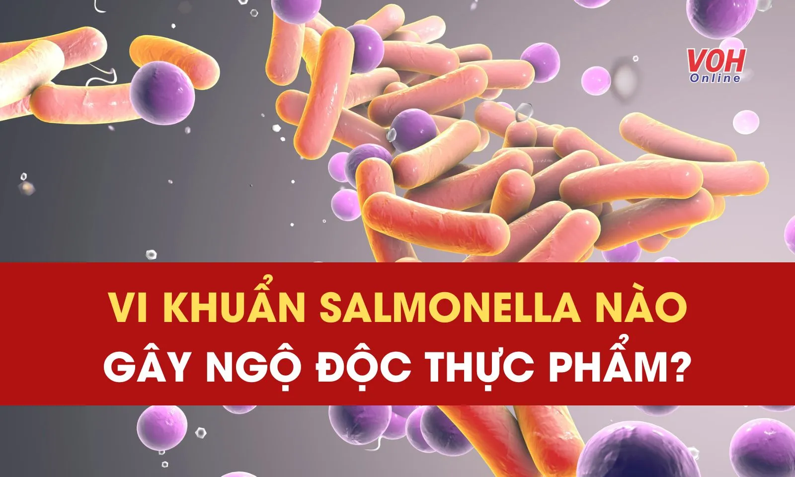 Chủng vi khuẩn Salmonella nào gây ngộ độc thực phẩm?