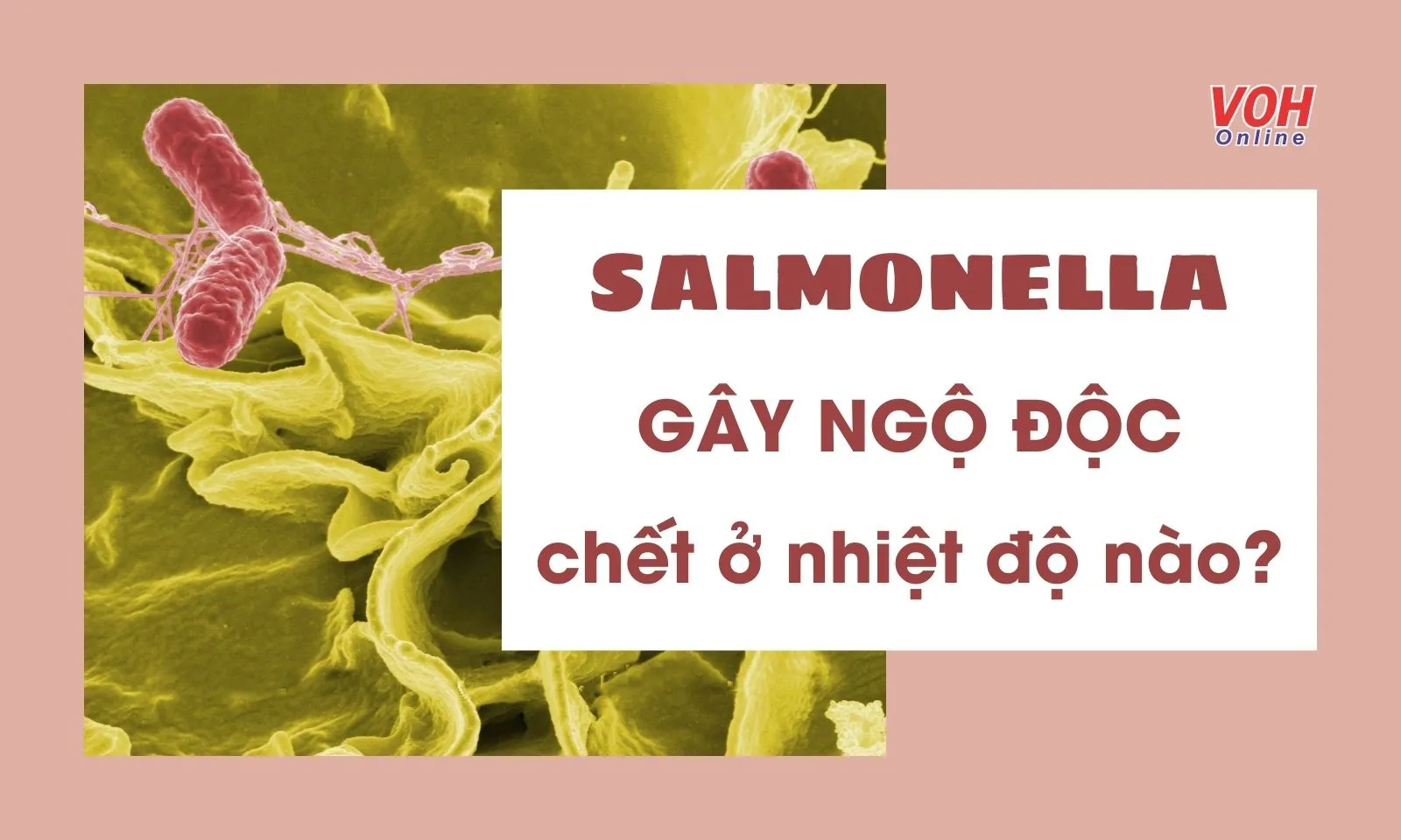 Vi khuẩn Salmonella gây ngộ độc chết ở nhiệt độ nào?