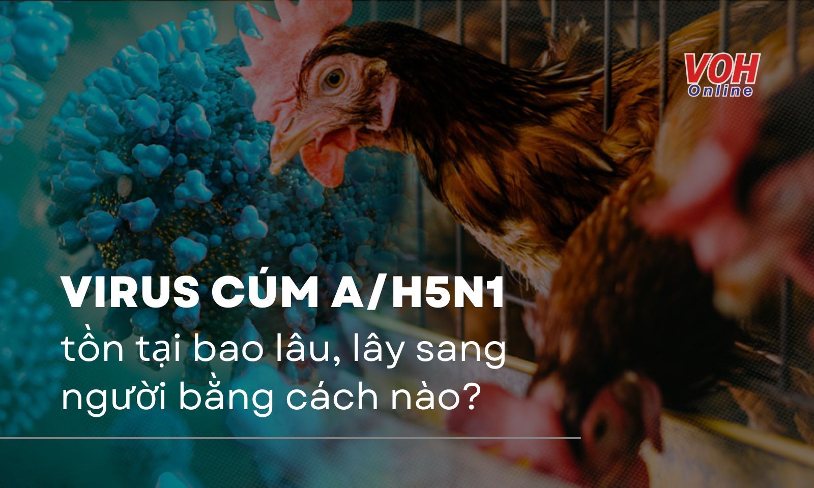 Virus cúm A/H5N1 tồn tại trong bao lâu, lây sang người bằng cách nào?