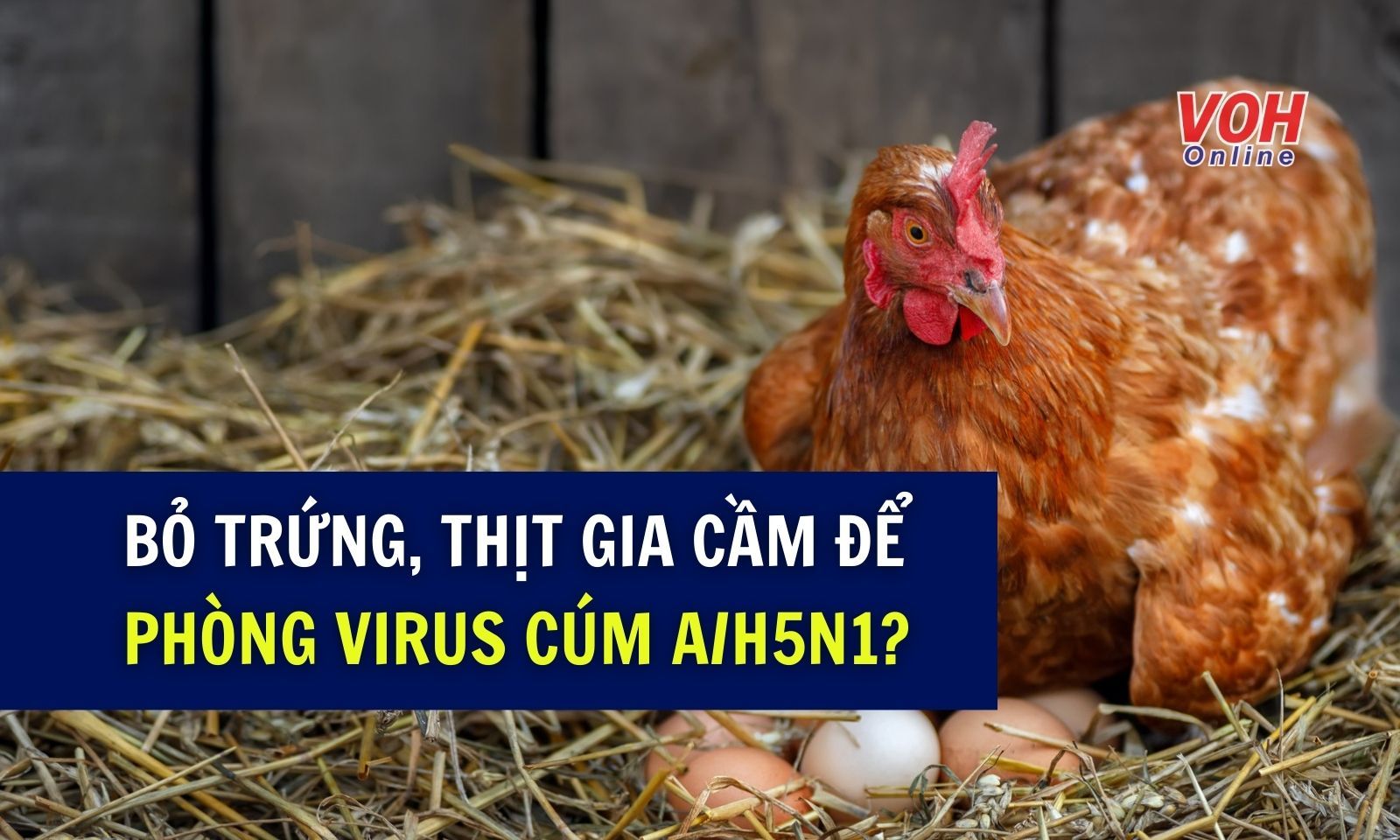 Có cần bỏ trứng, thịt gia cầm để phòng virus cúm A/H5N1?