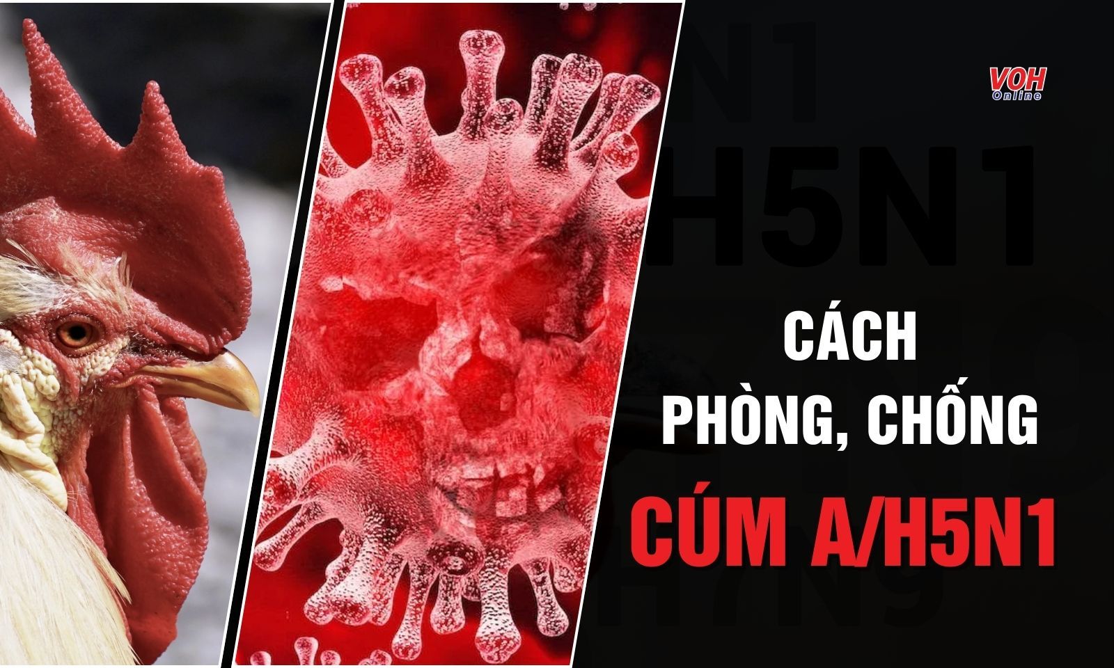 Phòng, chống cúm A/H5N1 bằng cách nào?
