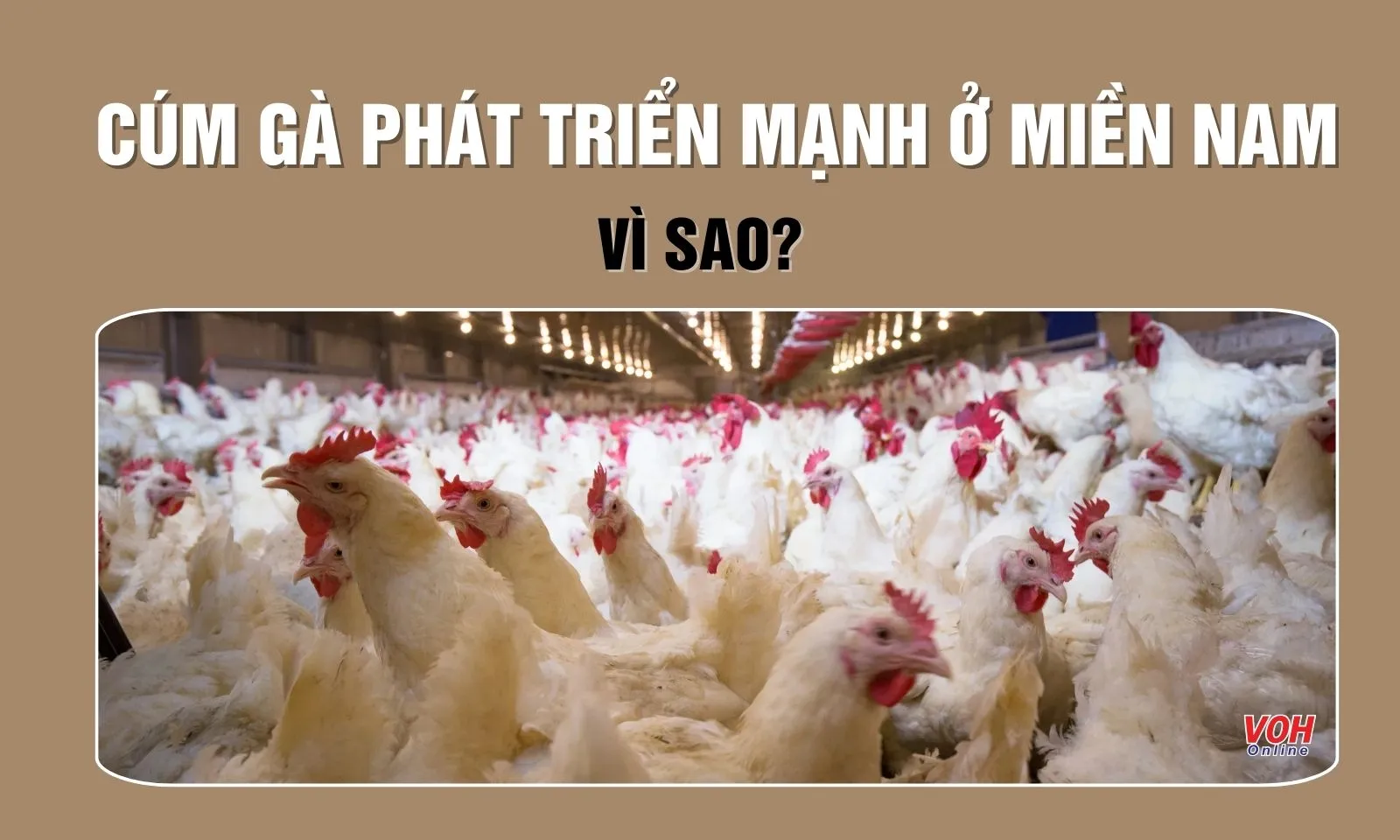Tại sao cúm gà phát triển mạnh ở miền Nam?