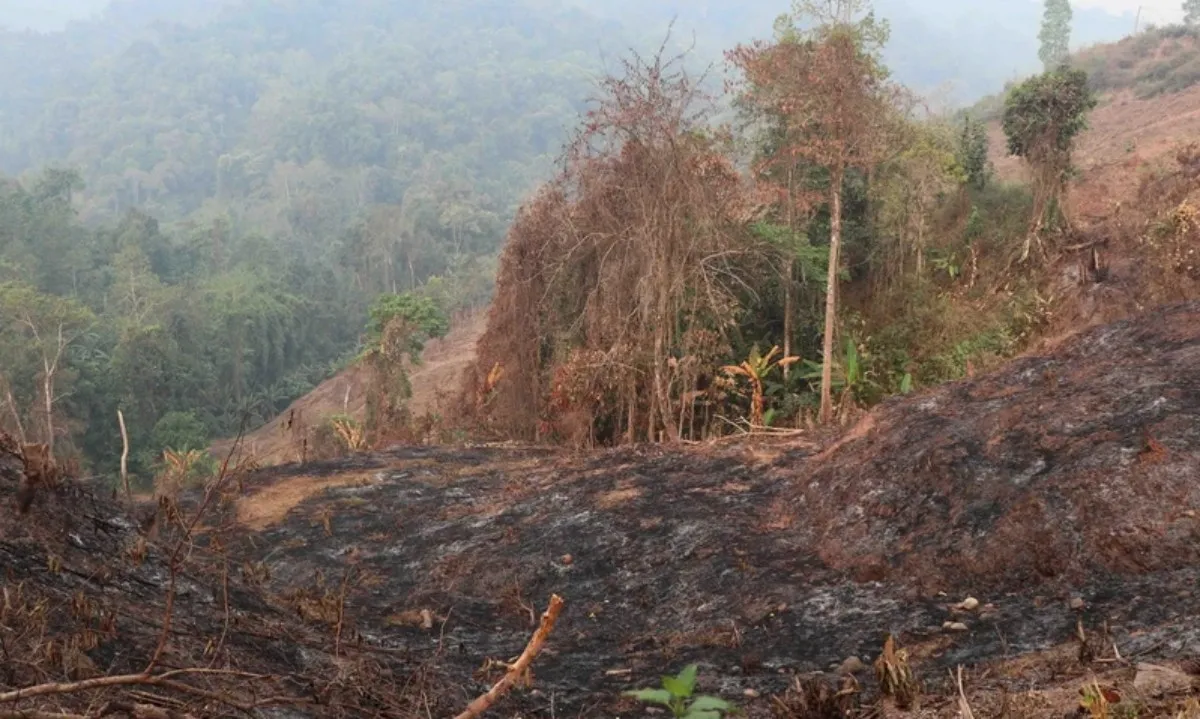 Lâm Đồng: Cháy rừng ở thành phố Bảo Lộc
