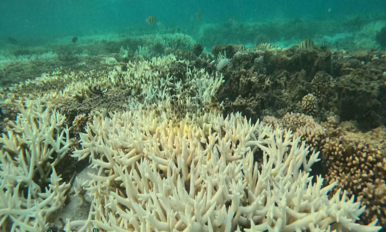 Sự nóng lên của đại dương đang thúc đẩy hiện tượng tẩy trắng san hô toàn cầu