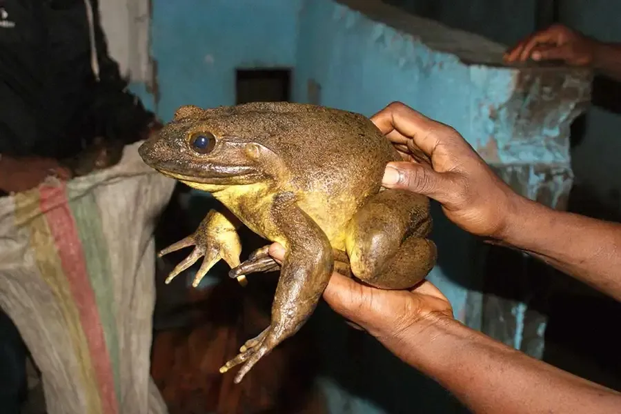 Ếch Goliath: Loài ếch khổng lồ trên bờ vực tuyệt chủng 