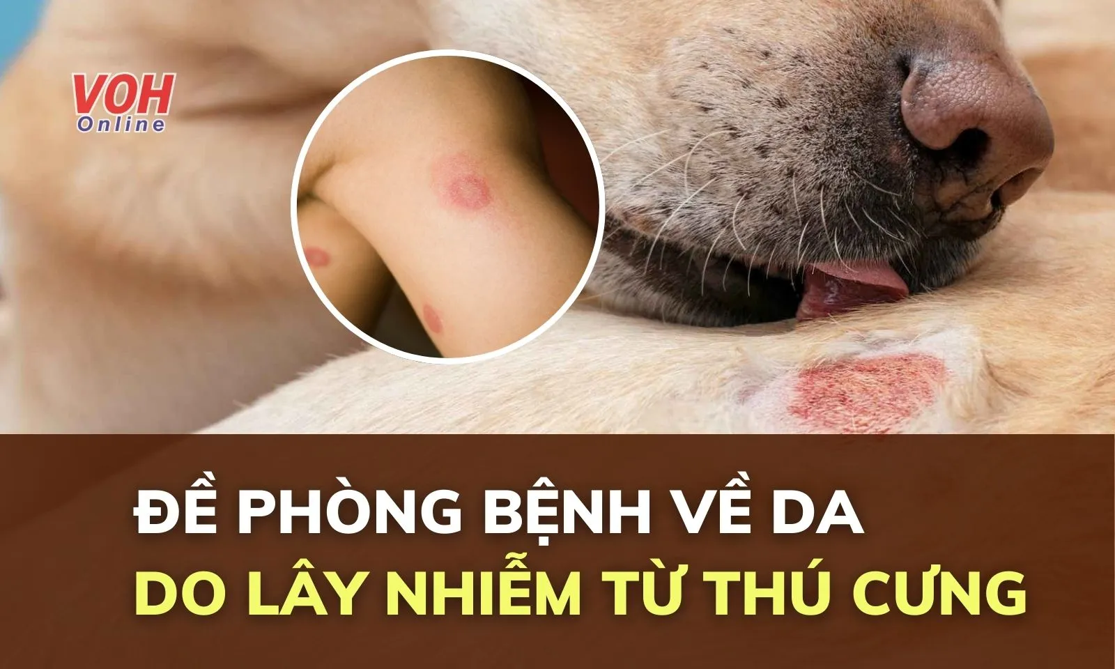 Đề phòng bệnh về da do lây nhiễm từ thú cưng