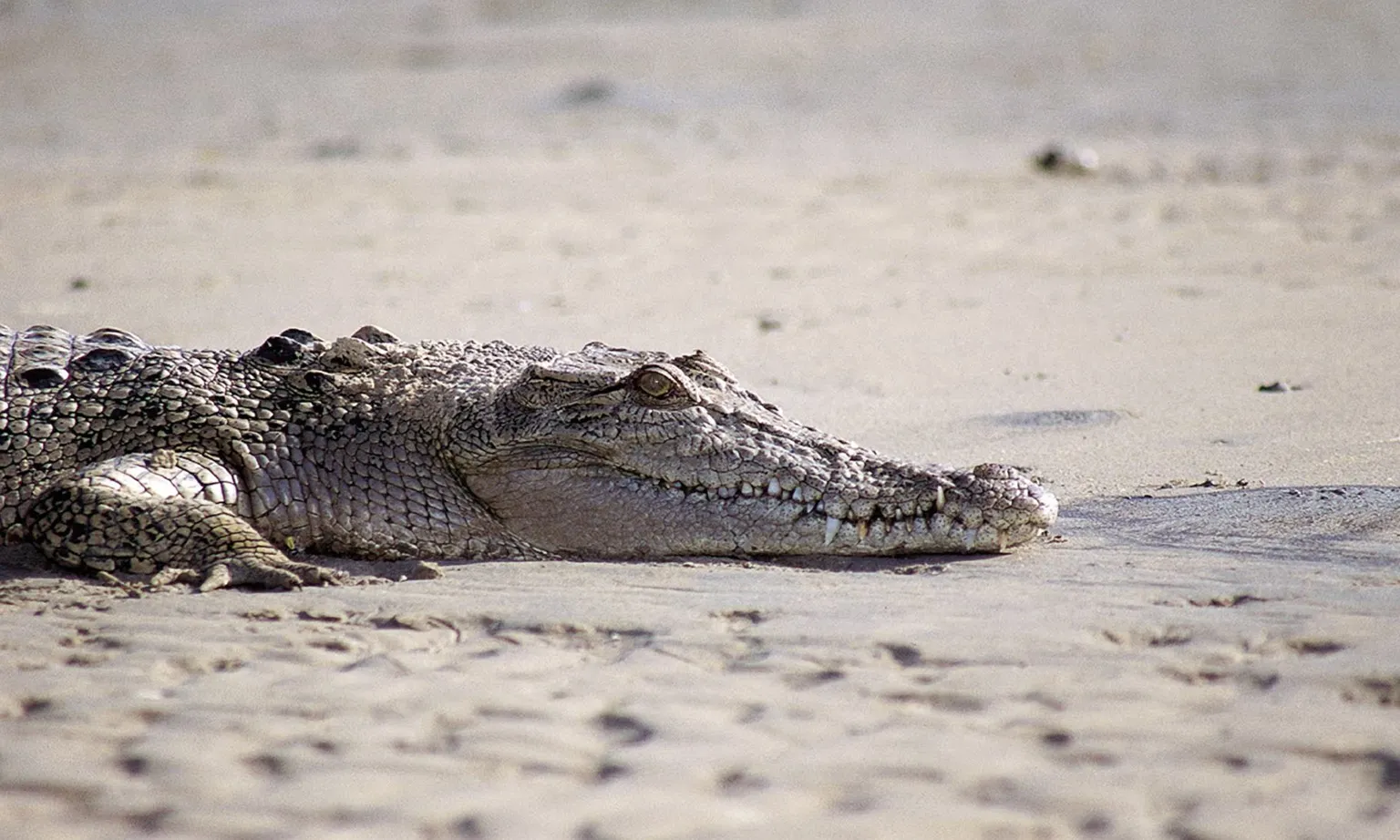 Úc: Một cậu bé thiệt mạng do bị cá sấu tấn công ở eo biển Torres