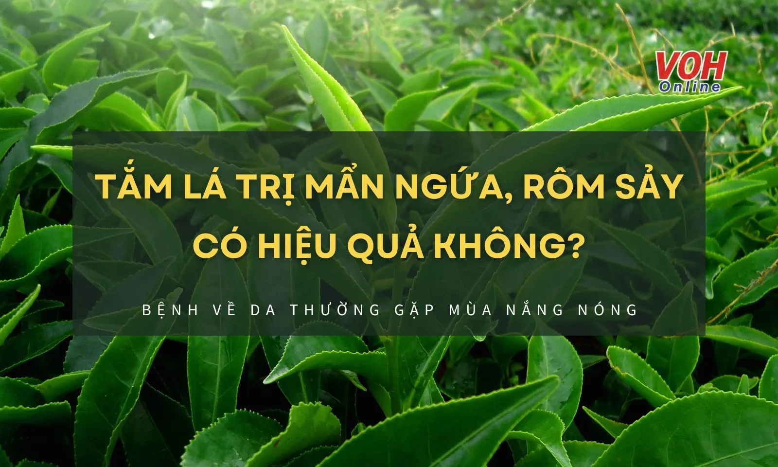 Tắm lá trị mẩn ngứa, rôm sảy cho trẻ có hiệu quả?