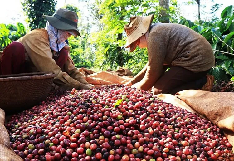Giá cà phê tăng vọt có thể đạt mốc 150.000 đồng kg