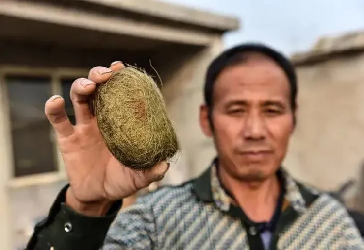 Làm thịt con heo tìm thấy “trứng vàng” trong túi mật giá 14 tỷ
