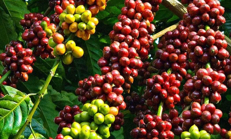 20240102063723-12gia-ca-phe-19-5