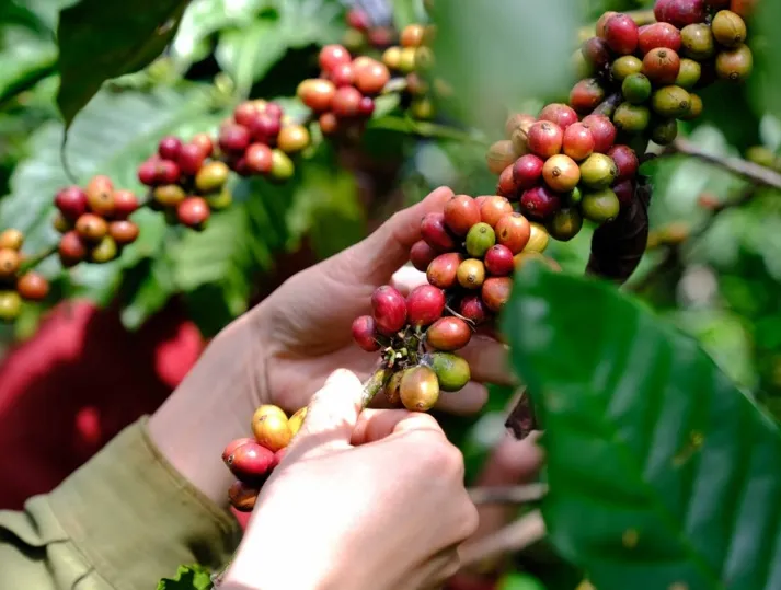 Giá cà phê hôm nay 25/4/2024: Vụt tăng đến 3.000 đồng/kg