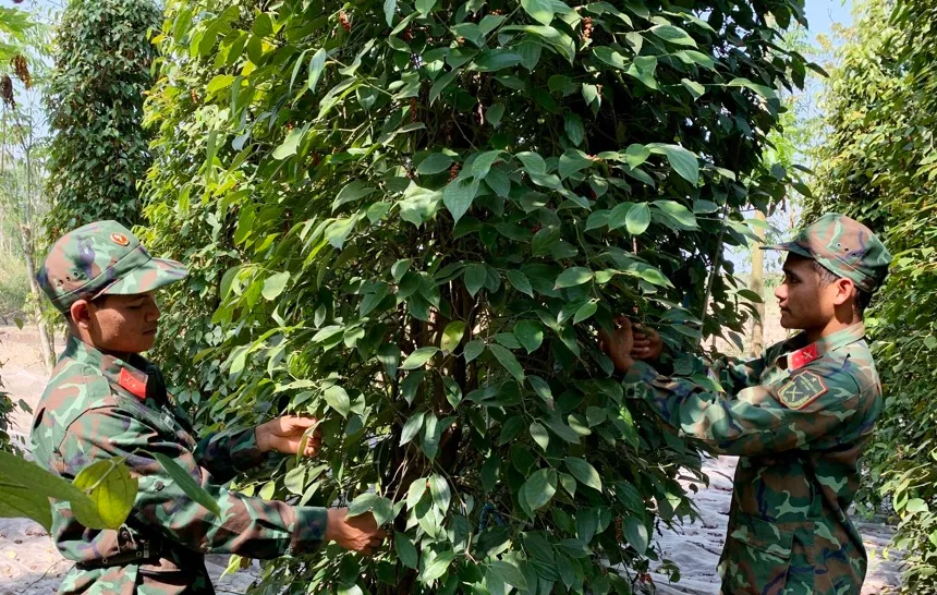 Giá tiêu hôm nay 26/4/2024: Tiếp đà giảm 