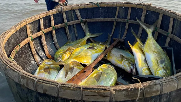 Ra khơi chỉ 30 phút, đánh trúng đàn cá chim ước hàng trăm triệu đồng