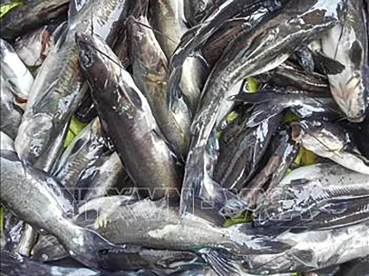 Gần 2 tấn cá nuôi bằng bè trên sông Mã bị chết