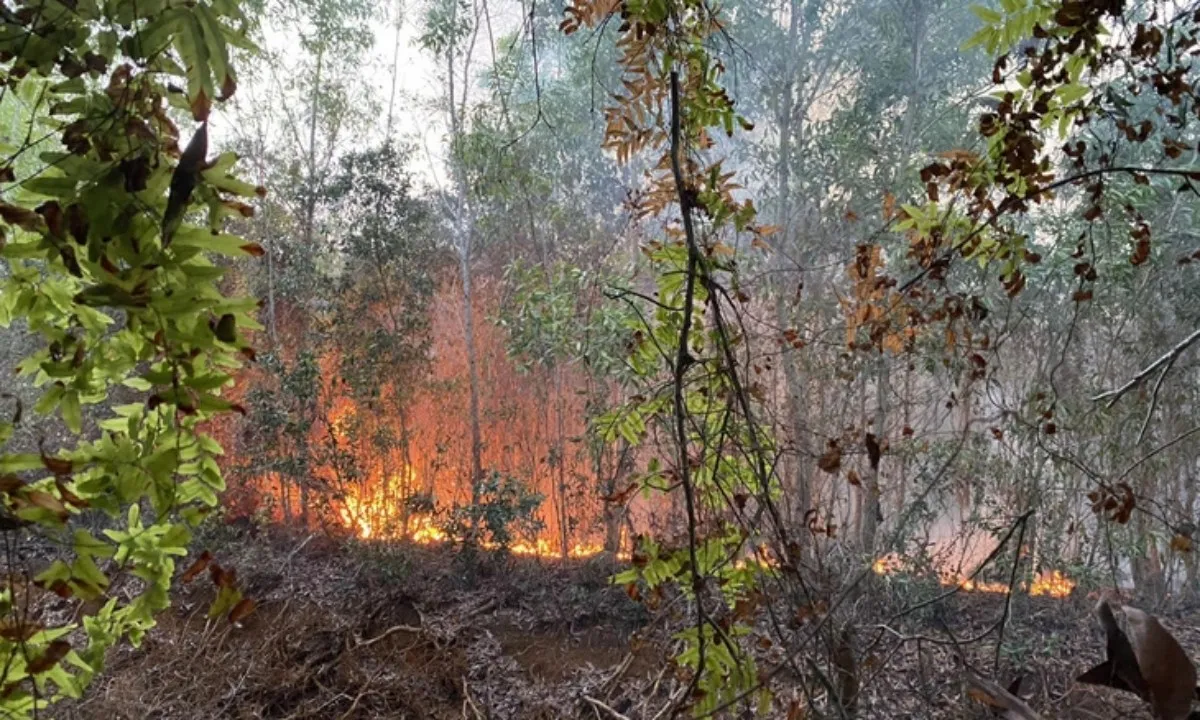 Kiên Giang: Cháy lớn rừng tràm ở Giang Thành