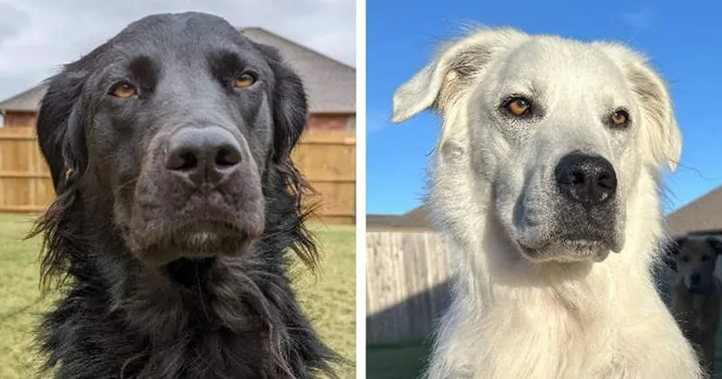 Chú chó đen tuyền hóa hoàn toàn trắng sau 2 năm mắc bệnh bạch biến 