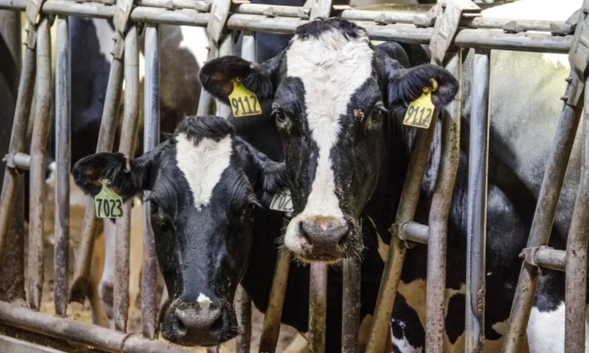 “Virus H5N1 có thể xuất hiện trong ngành sản xuất sữa từ nhiều tháng”